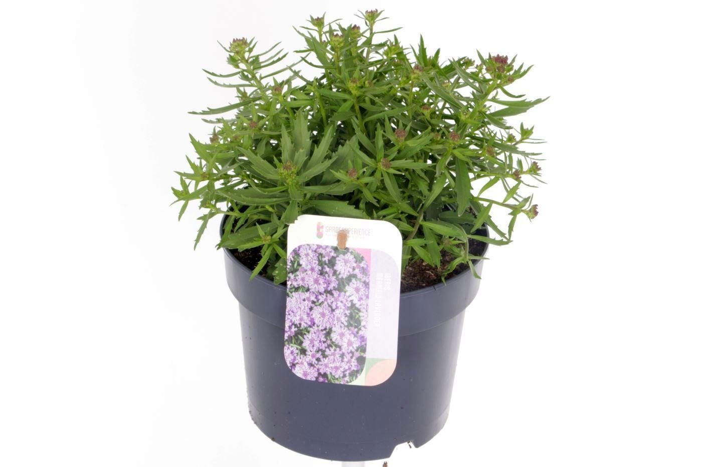 Iberis overig 25cm 17cm Pot
