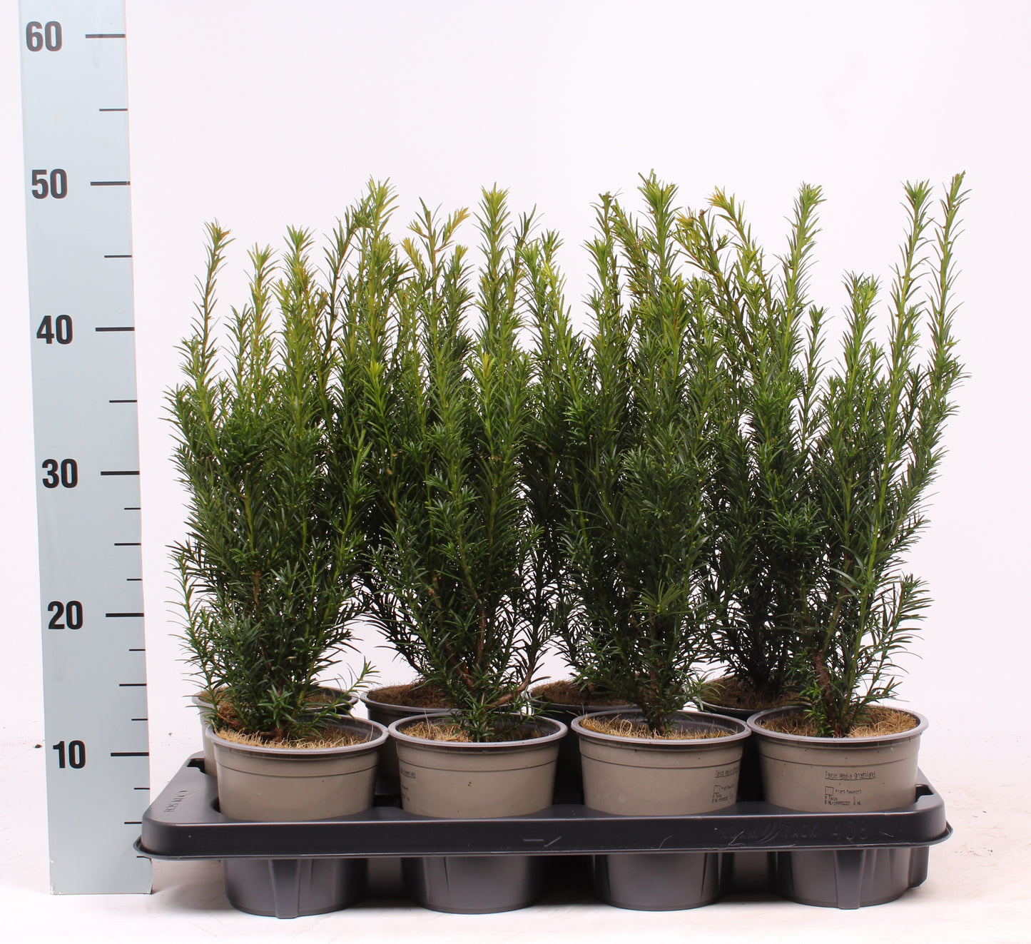 Taxus media Groenland 50cm 13cm Pot