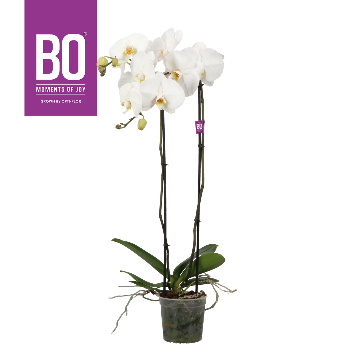 Phalaenopsis Fortuno white 100cm 15cm Pot