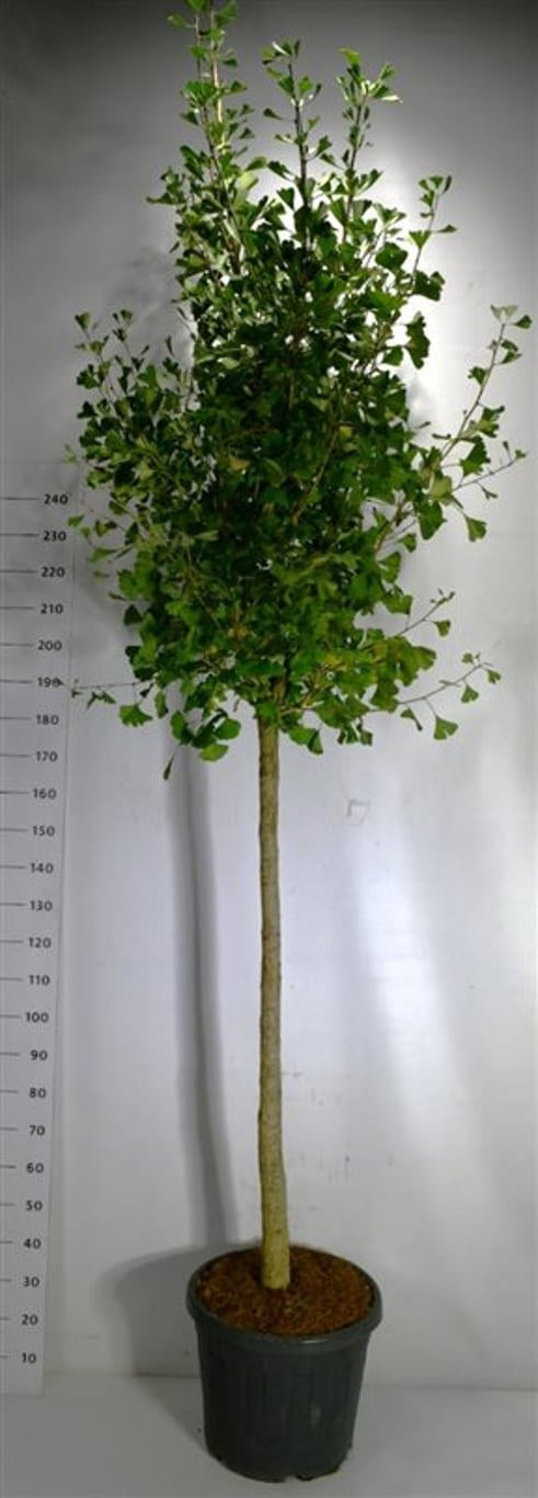 Ginkgo Little Emperor 300cm 50cm Pot