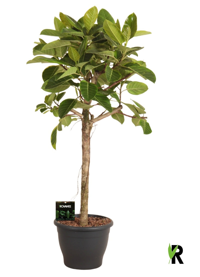 Ficus benghalensis 150cm 34cm Pot
