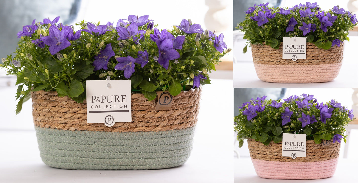 Campanula Napoli 22cm 27cm Pot