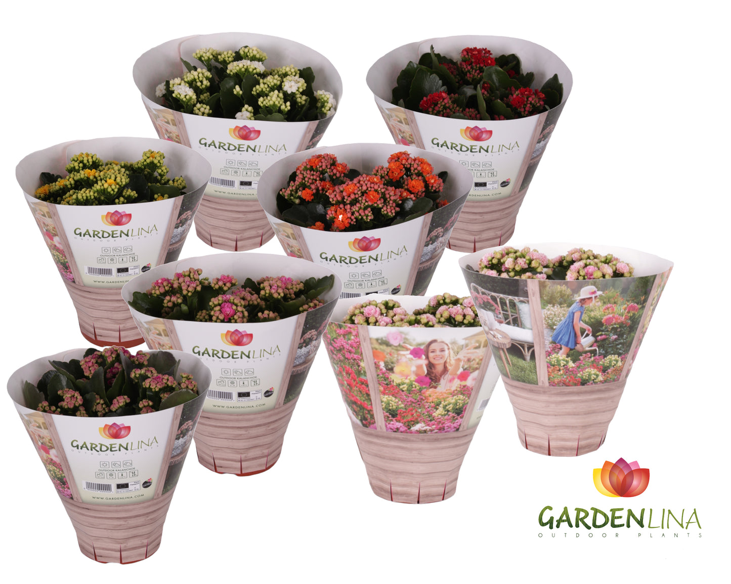 Kalanchoe double Gardenlina mix 27cm 15cm Pot