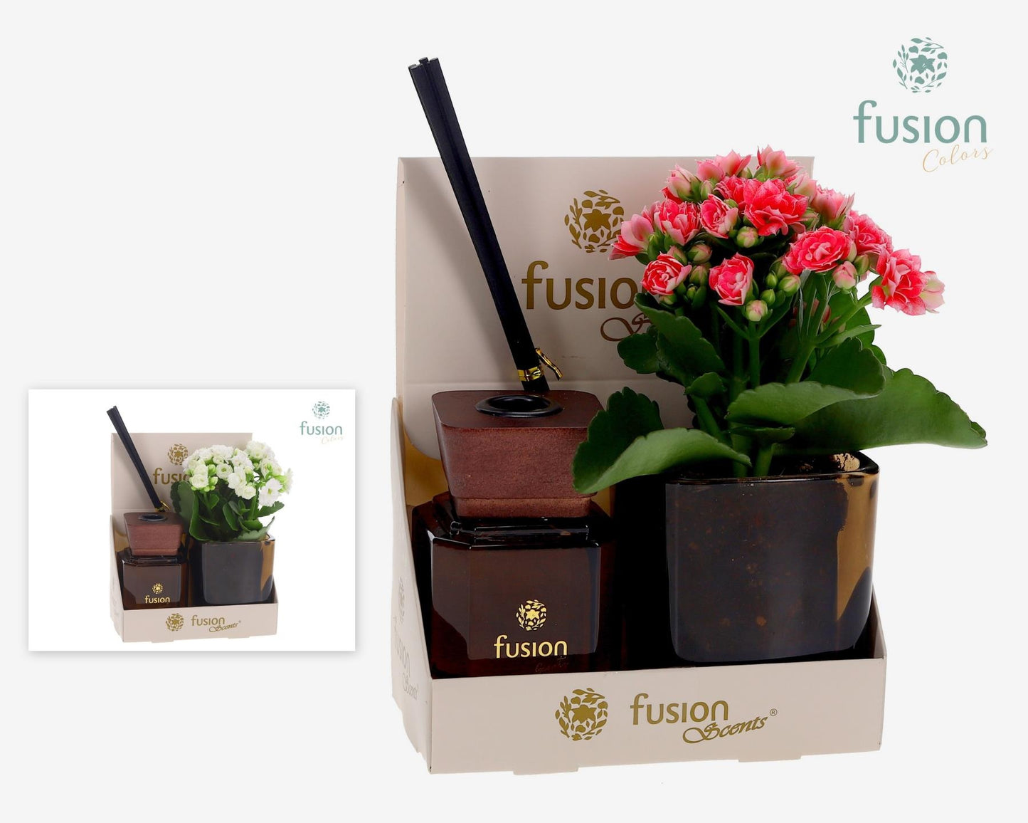 Fusion Scentsglazen gift set met Kalanchoe 20cm 14cm Pot