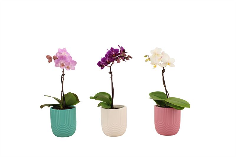 Phalaenopsis hybrid 17cm 6cm Pot