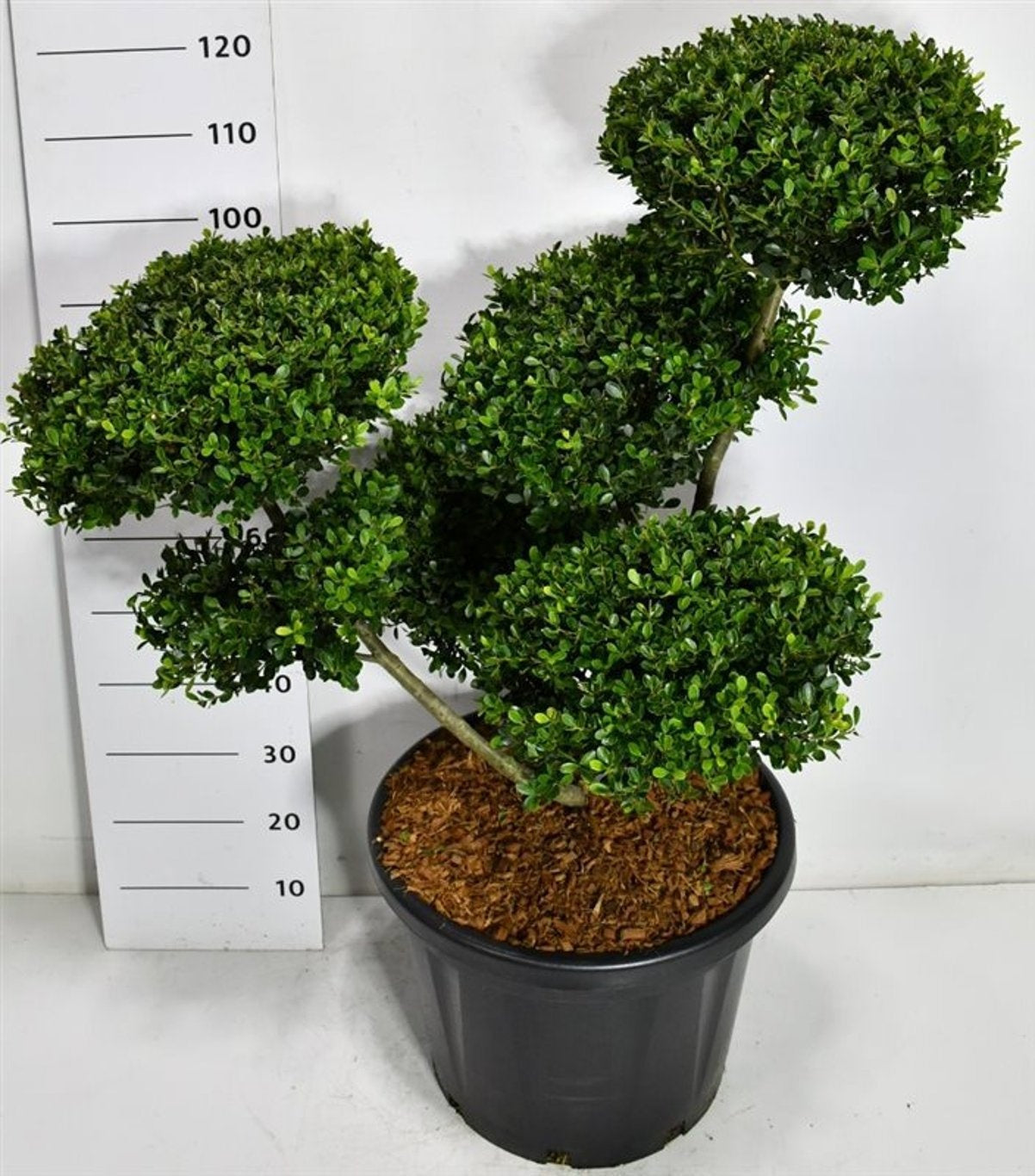 Ilex crenata Green Hedge 130cm 48cm Pot
