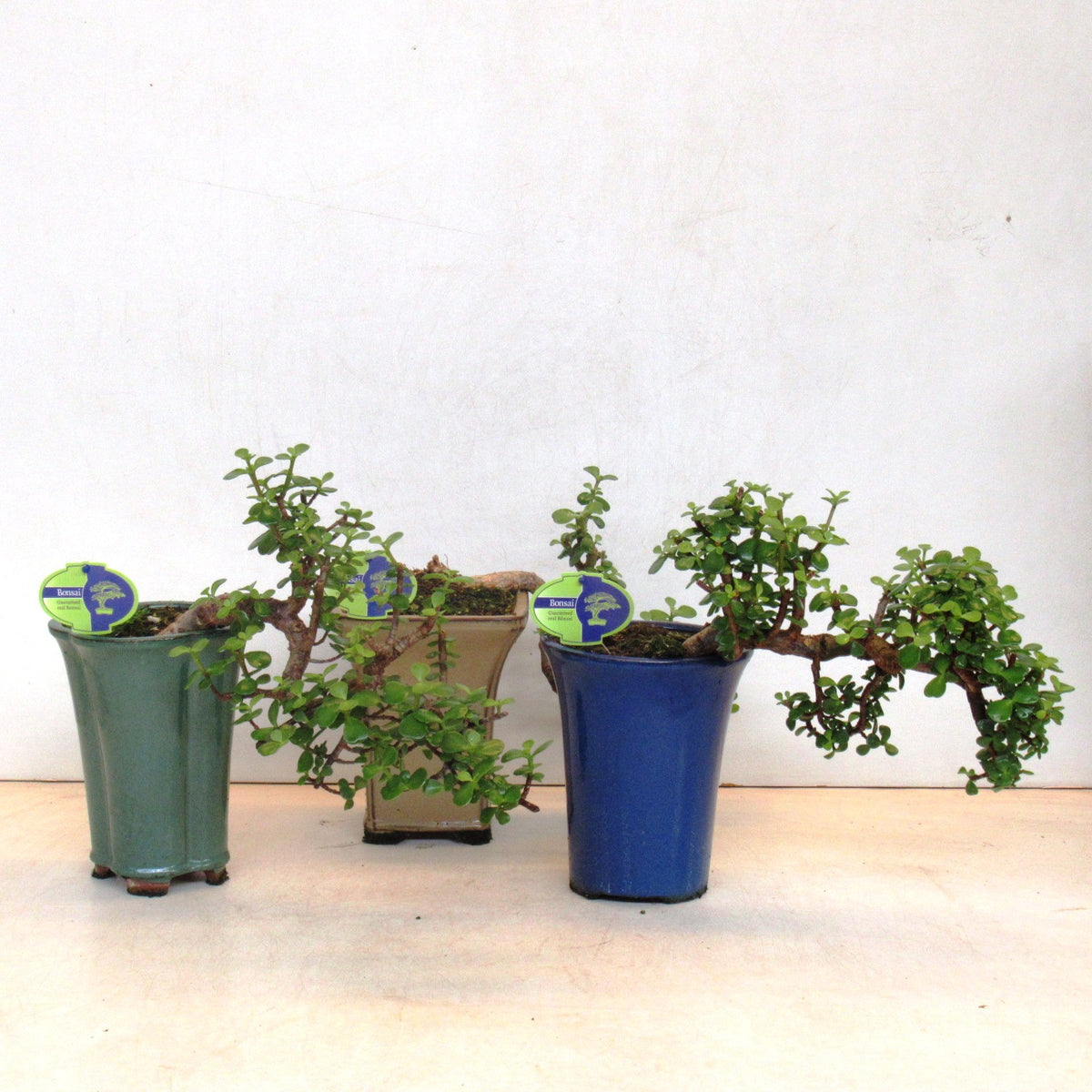 Portulacaria afra 35cm 14cm Pot