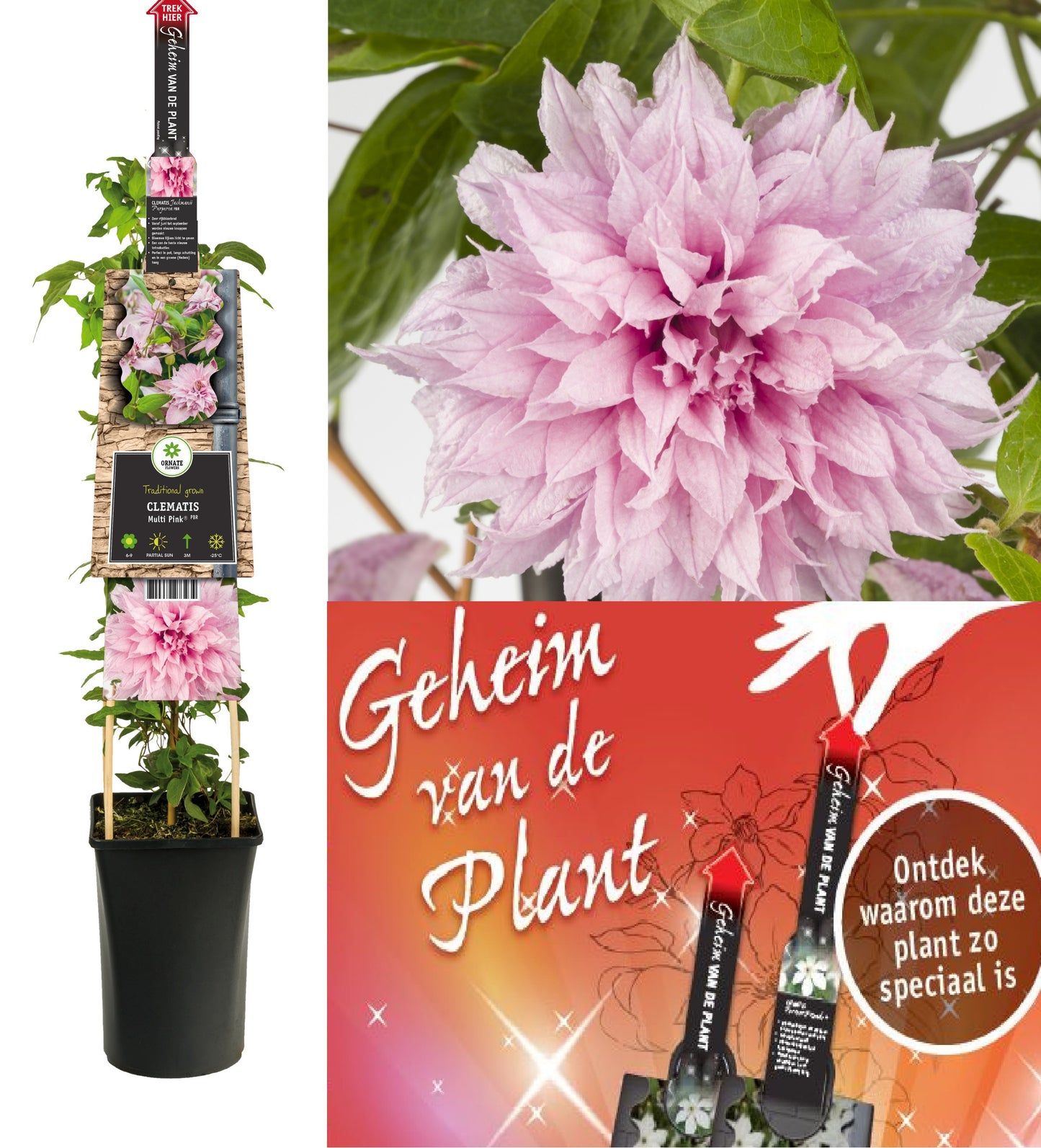 Clematis hybrid mix 75cm 17cm Pot
