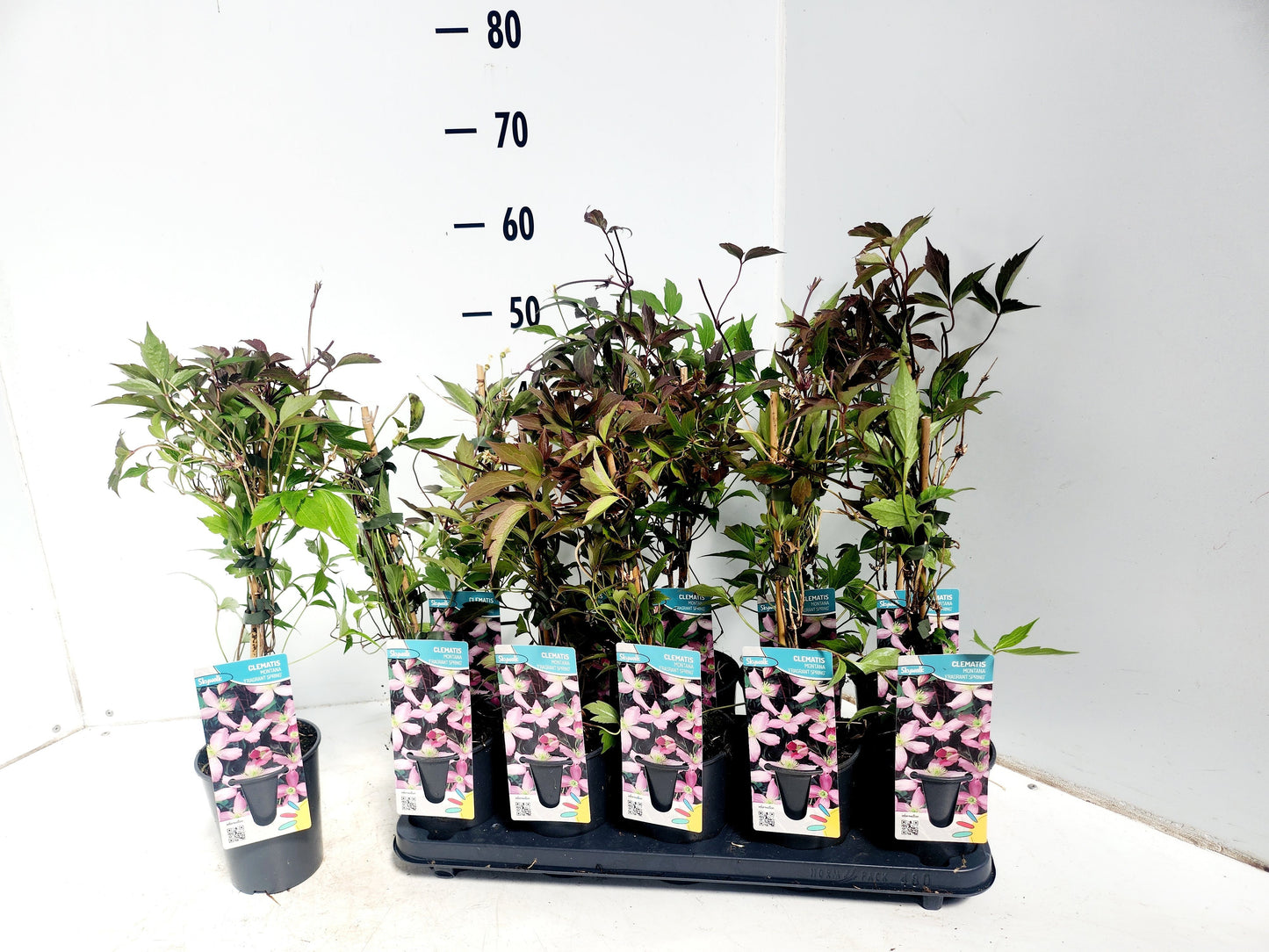 Clematis montana Fragrant Spring 50cm 12cm Pot