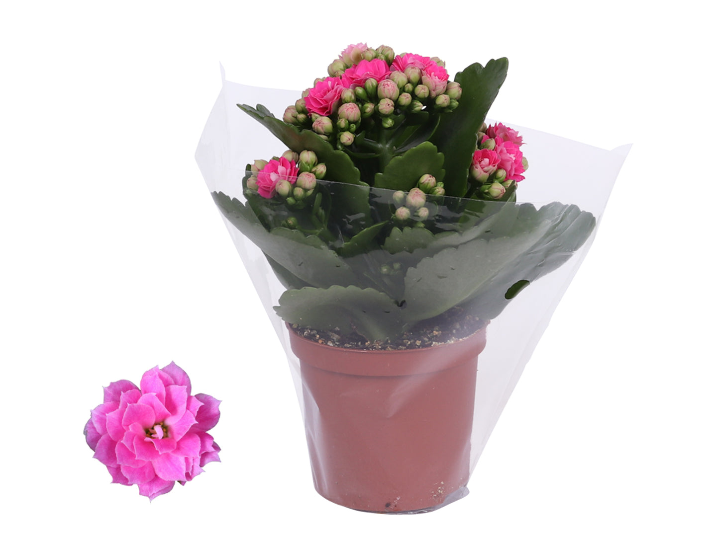 Kalanchoe Rosalina Don Nando 15cm 7cm Pot