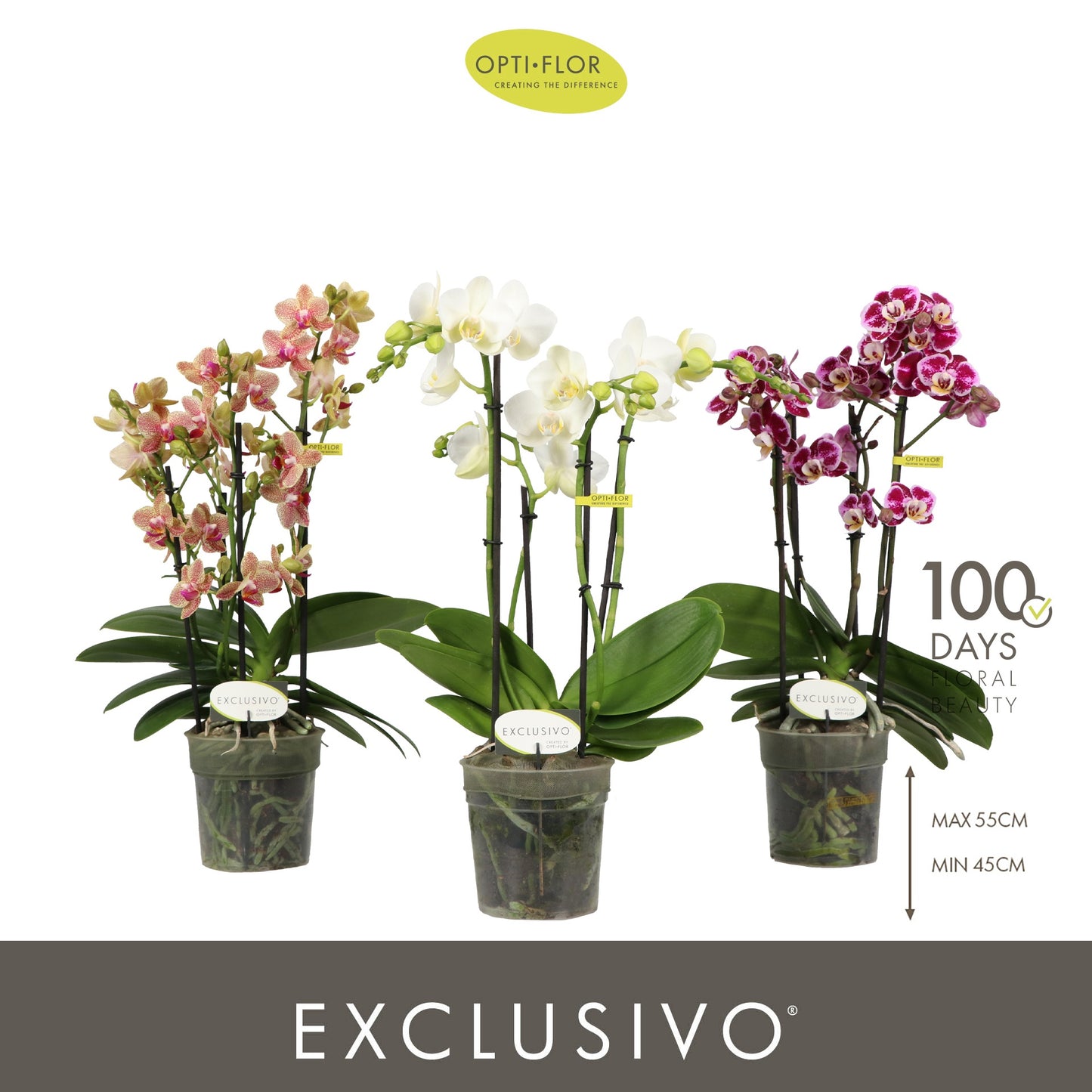 Phalaenopsis Exclusivo mix 45cm 12cm Pot
