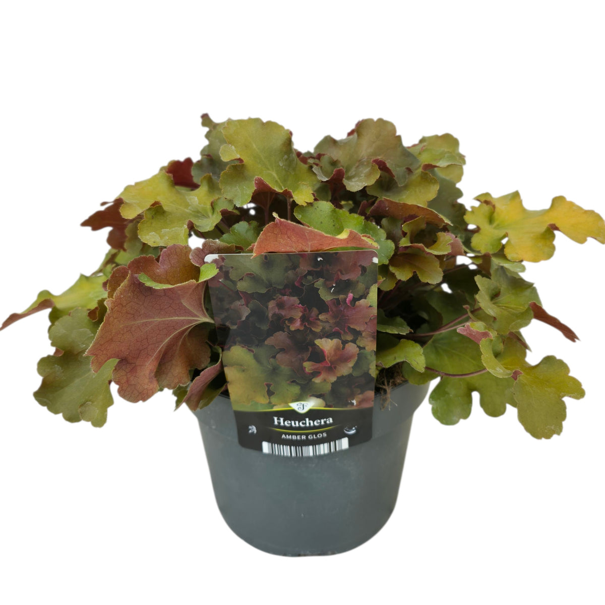 Heuchera americana 30cm 17cm Pot