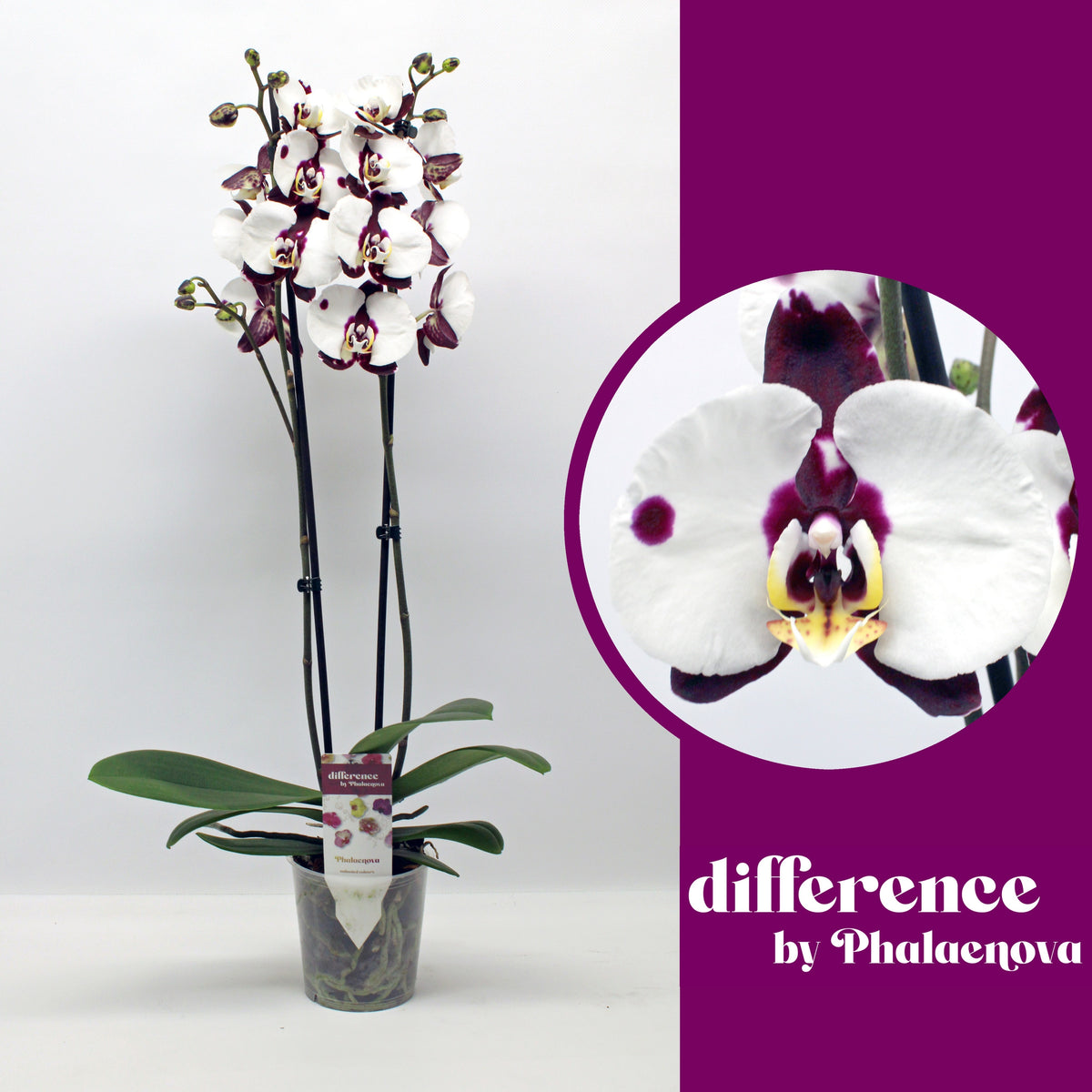 Phalaenopsis Polka Dots 65cm 12cm Pot
