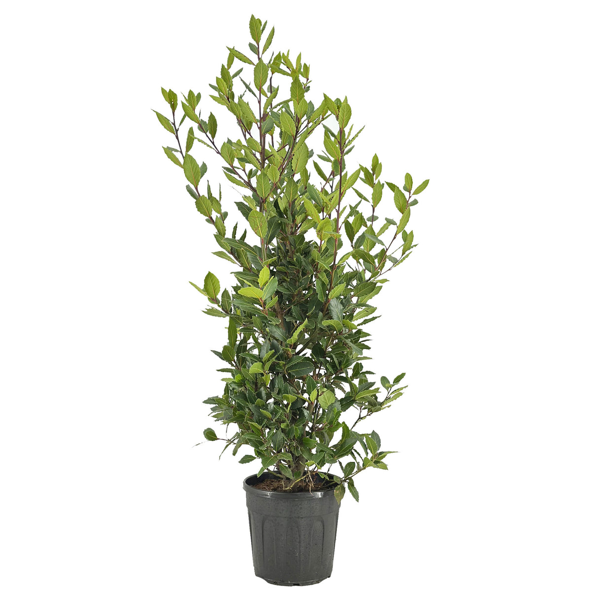 Laurus nobilis 120cm 25cm Pot