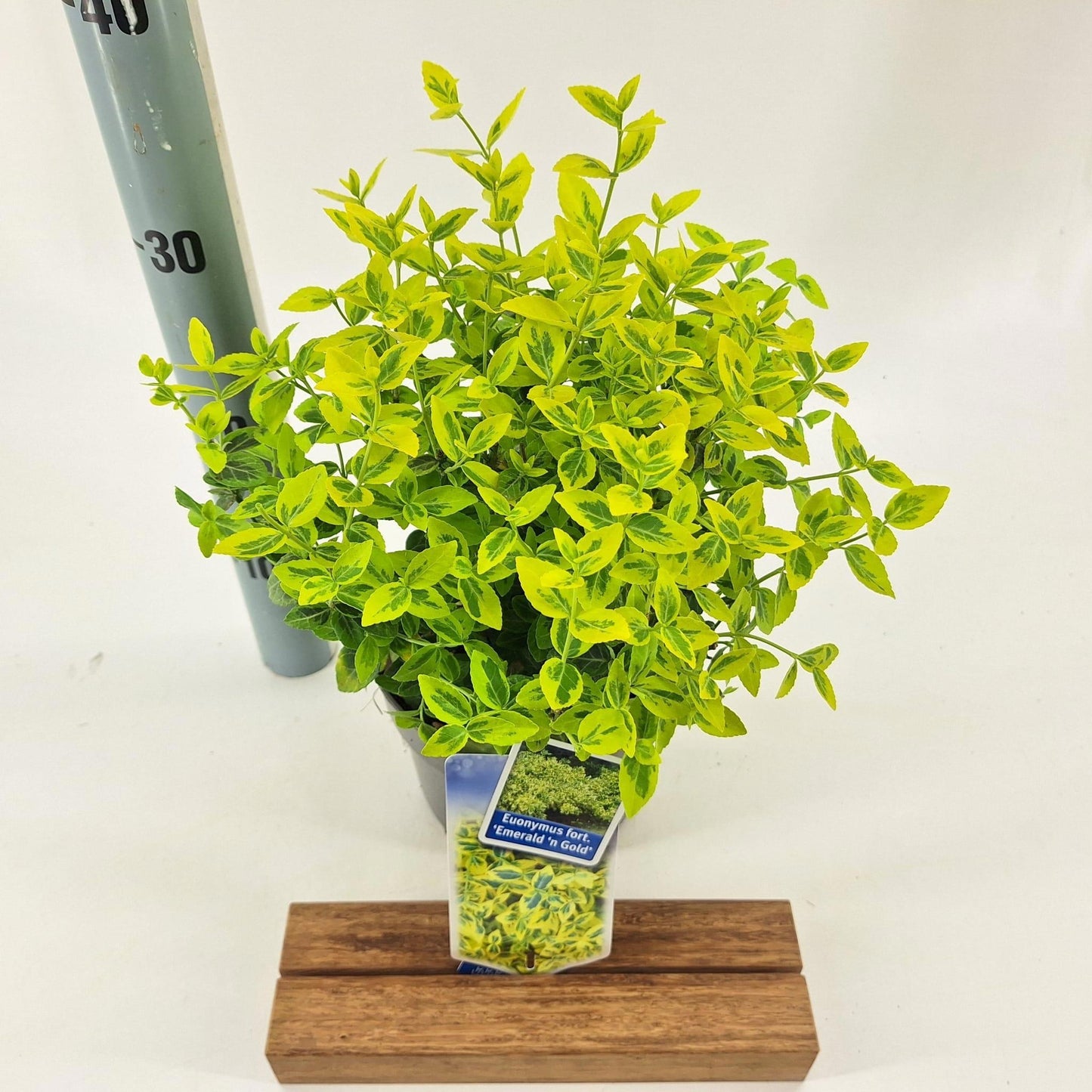 About Plants Zundert BV Euonymus Emerald & Gold Pack of 1