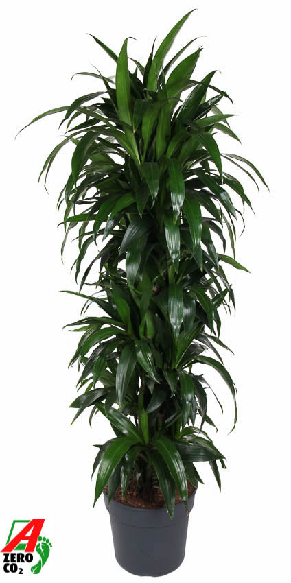 Dracaena frag. Janet Craig branched 170cm 34cm Pot