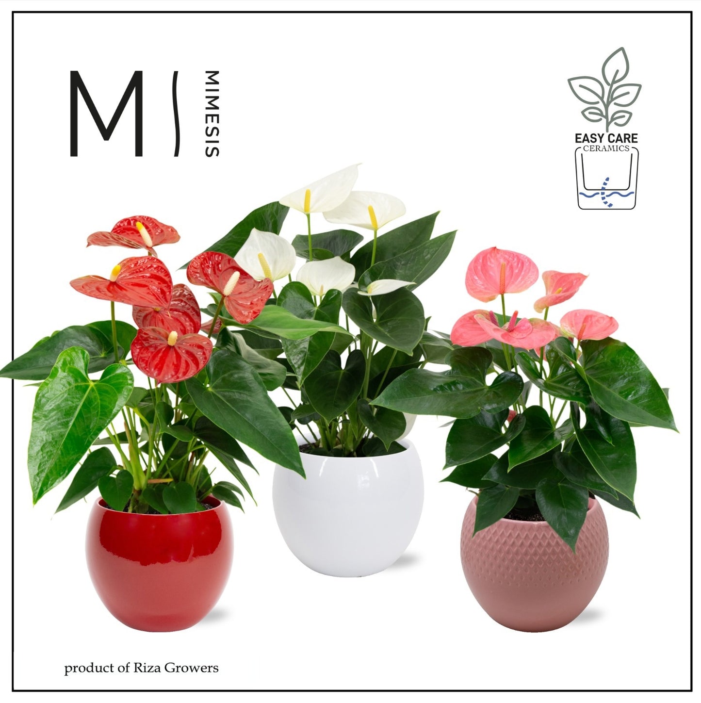 Anthurium mix 40cm 12cm Pot