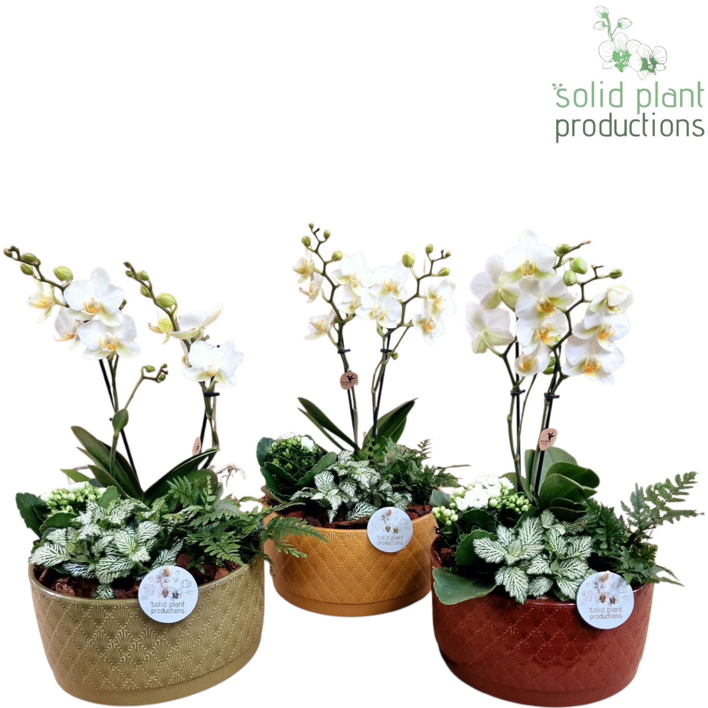 NV011 Izabella Jungle 2Tak 45cm 22cm Pot