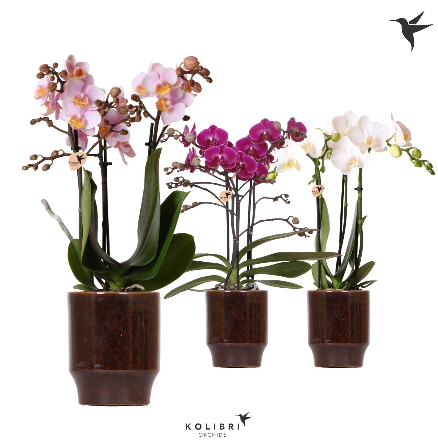 Kolibri Orchids Phalaenopsis mix 3 spike in Classy pot brown 40cm 9cm Pot