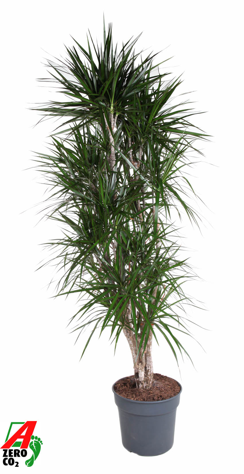 Dracaena marginata branched 200cm 40cm Pot