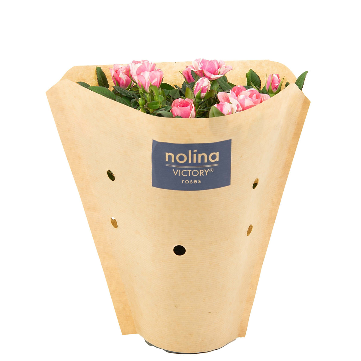 Rosa Vieve 28cm 10.5cm Pot