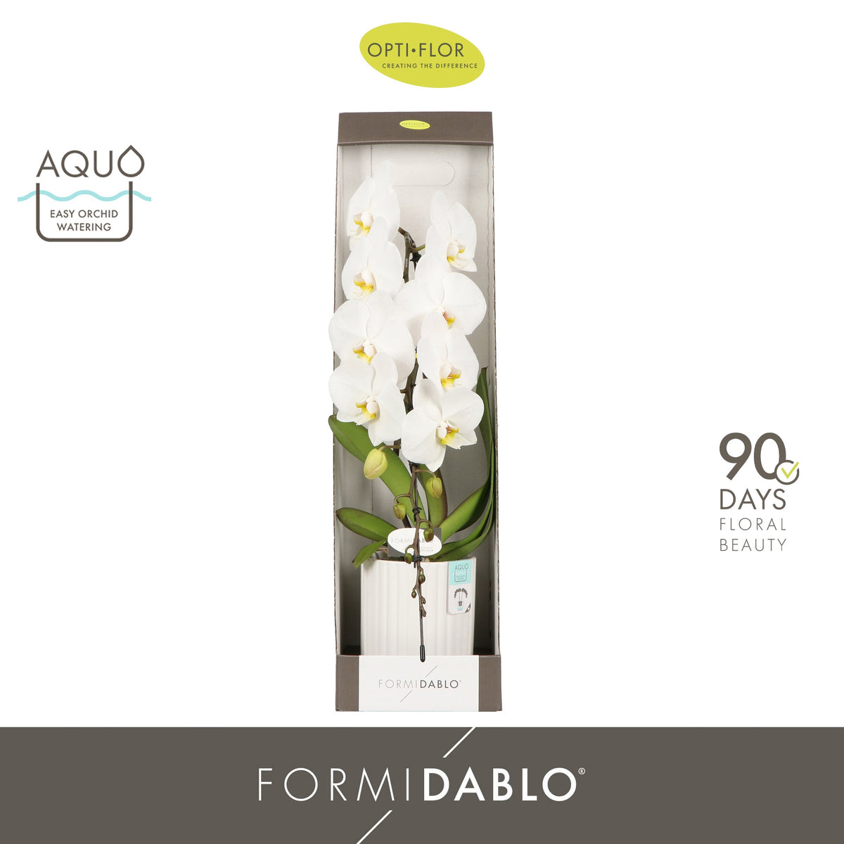 Phalaenopsis Formidablo mix (+ drp.ceramic white) 70cm 12cm Pot