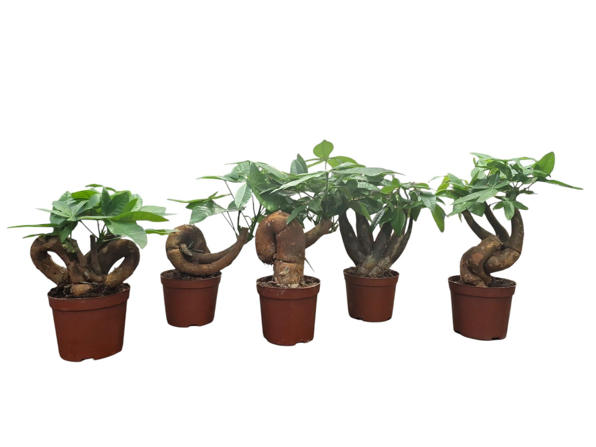 Pachira aquatica 25cm 10.5cm Pot