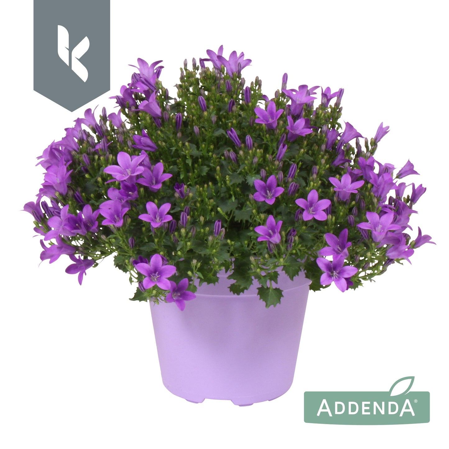 Campanula Ambella Intense purple 25cm 15cm Pot