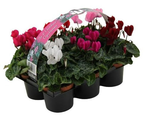 Cyclamen Verano Mix 20cm 9cm Pot
