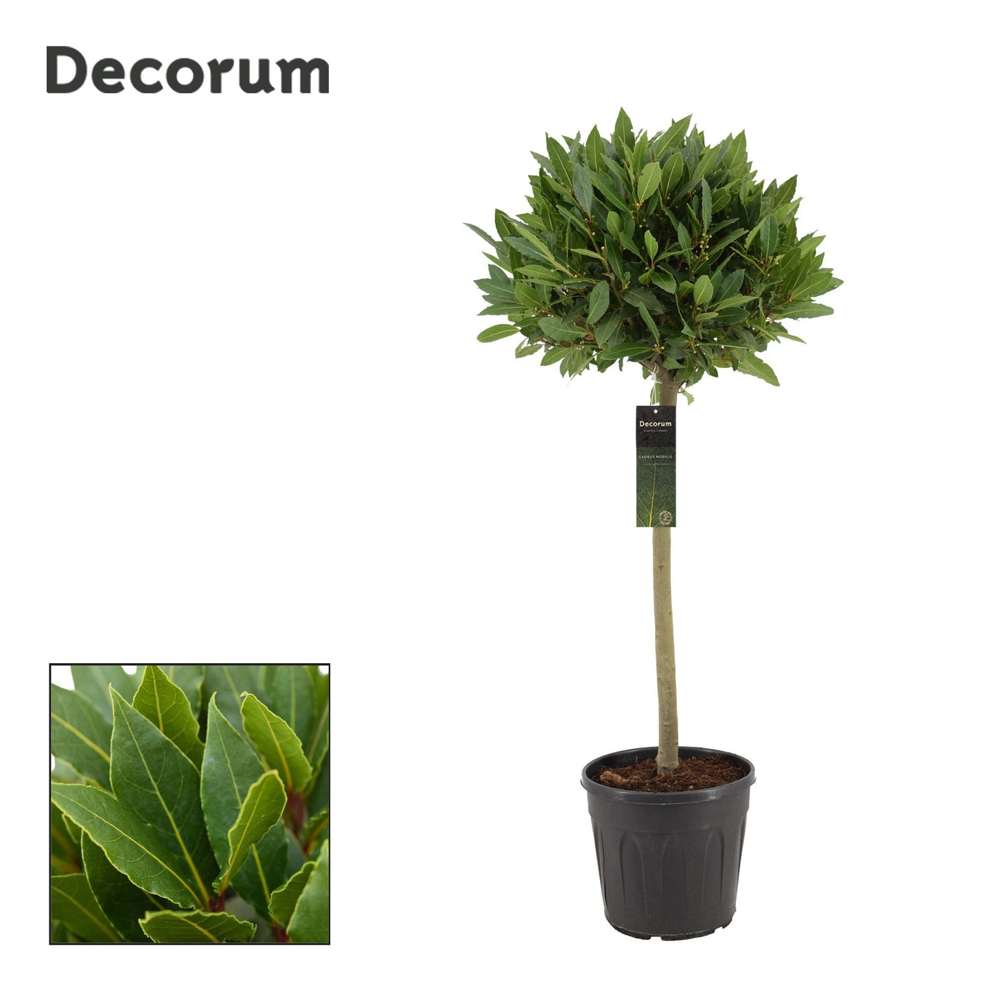 Laurus nobilis 120cm 25cm Pot