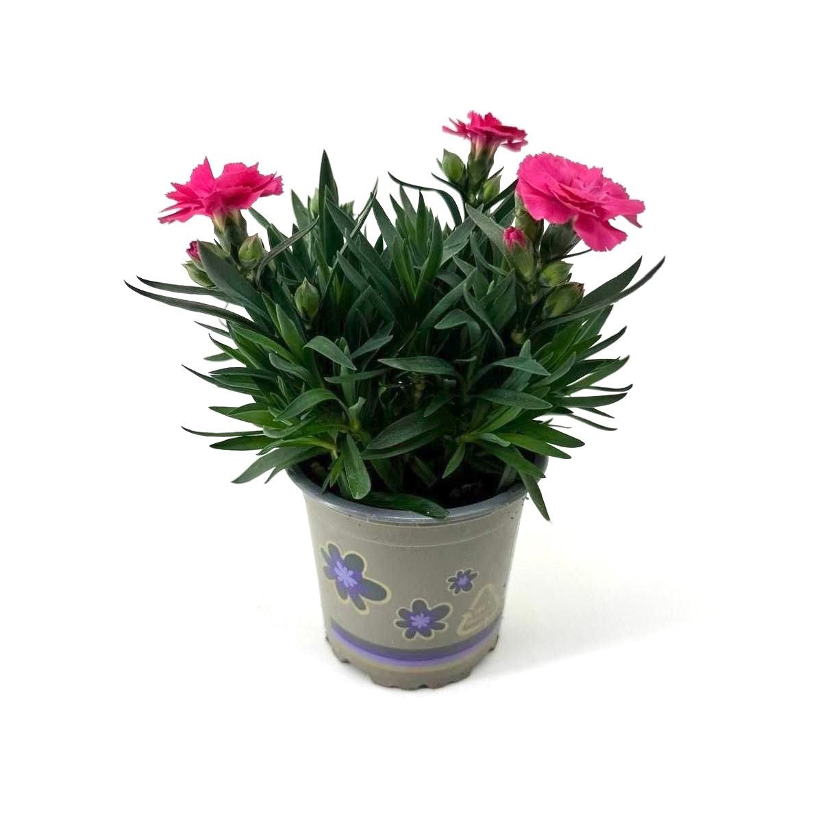 Dianthus Oscar Neon Pink 22cm 11cm Pot