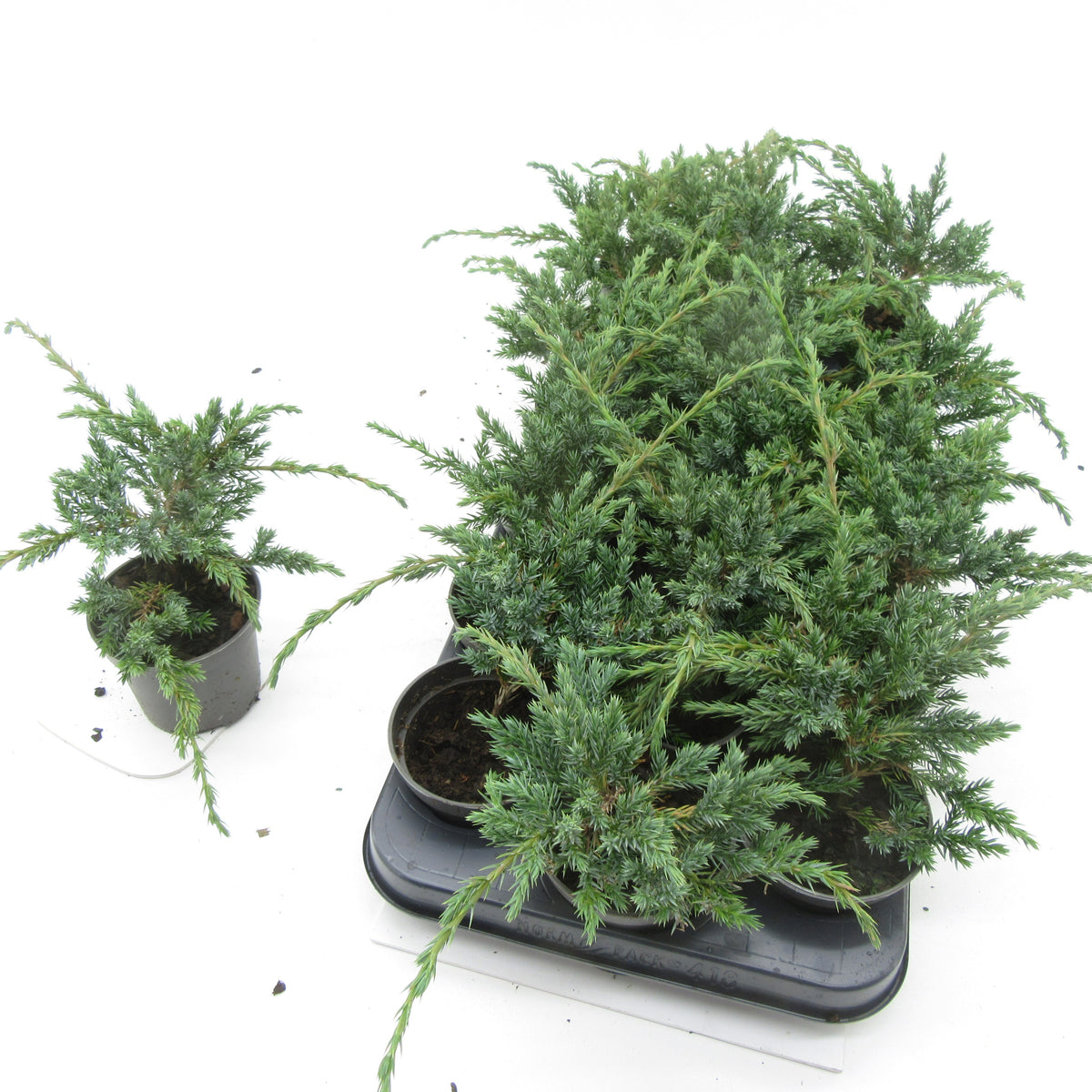 Juniperus Blue Carpet 12cm 9cm Pot