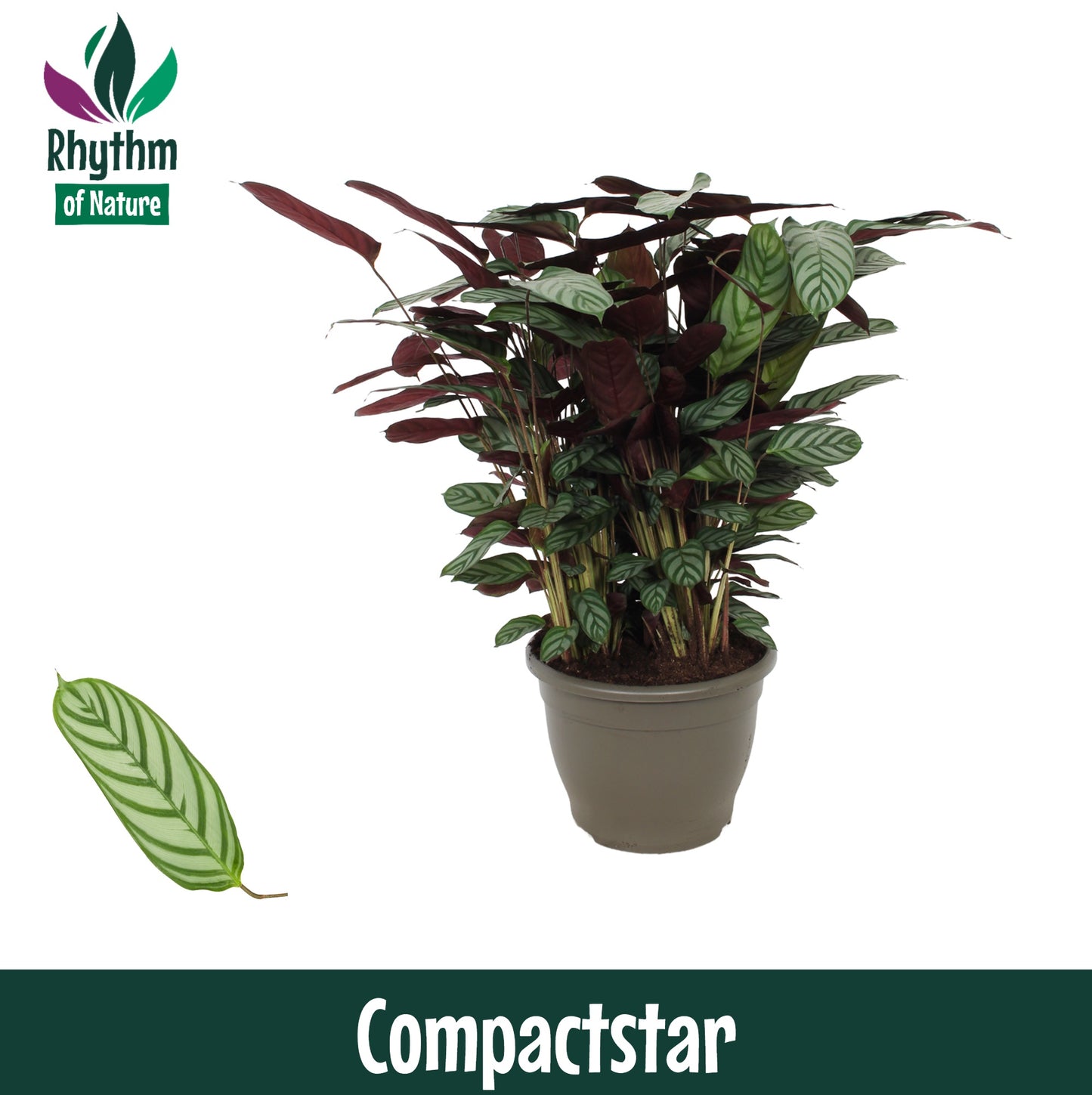 Ctenanthe Compactstar 85cm 32cm Pot