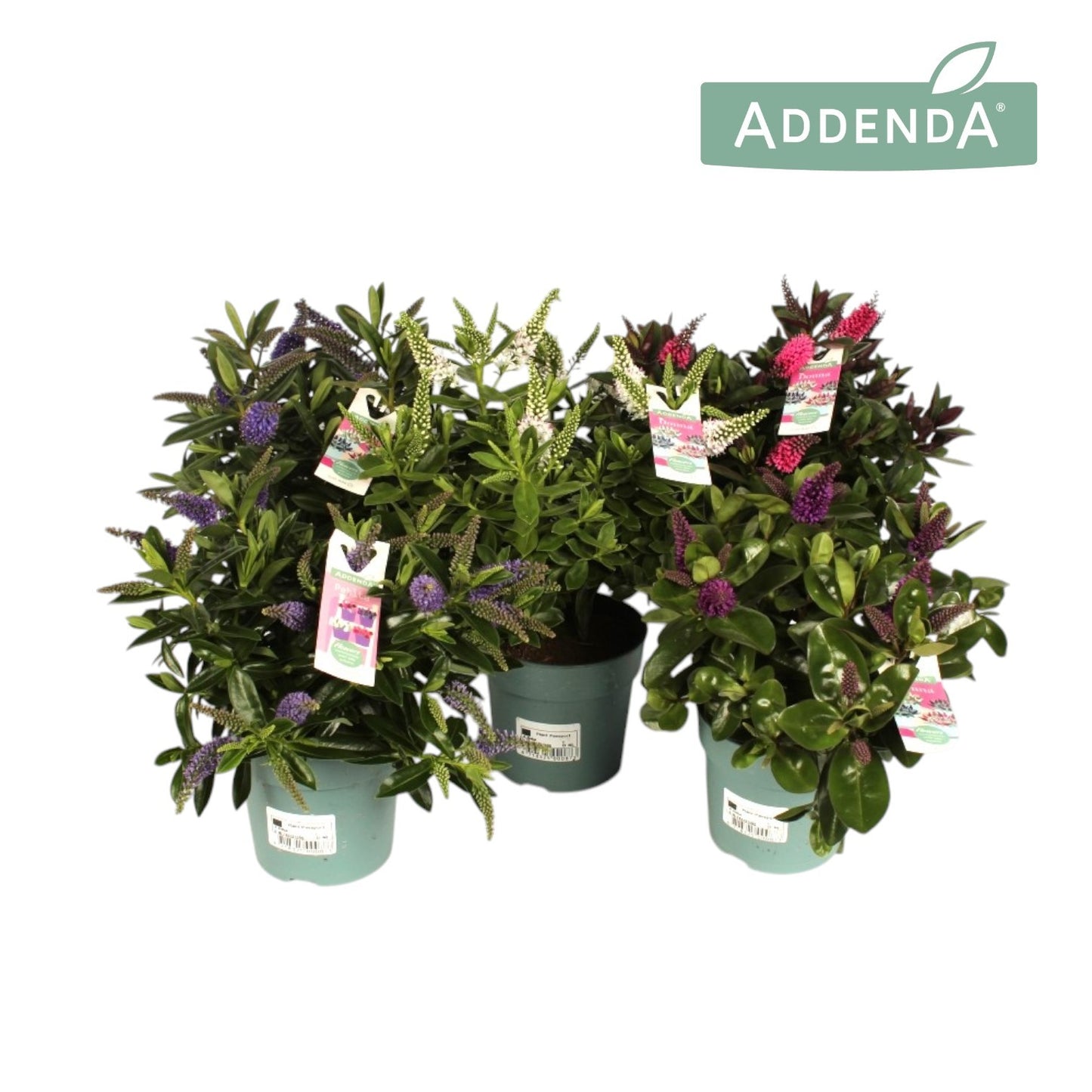 Hebe Addenda mix 28cm 12cm Pot