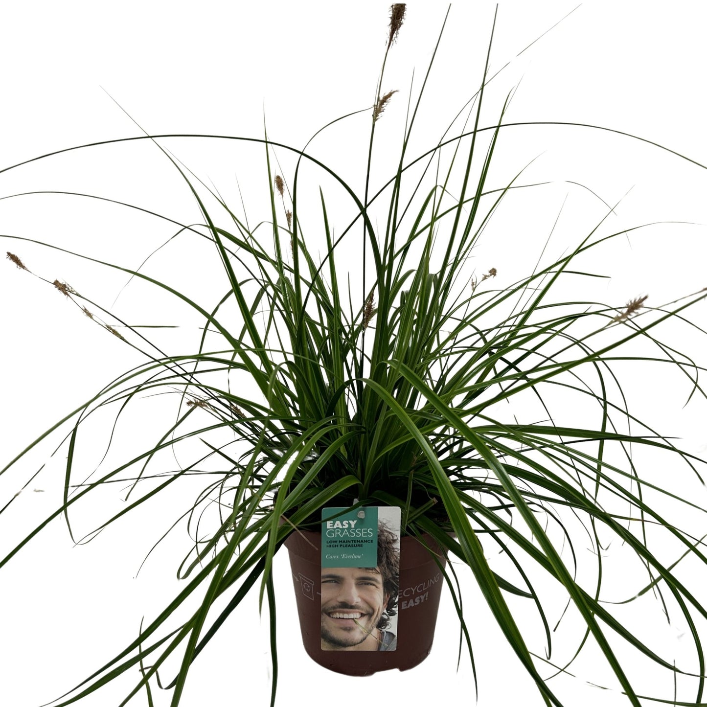 Carex osh. Evercolor Everlime 35cm 17cm Pot