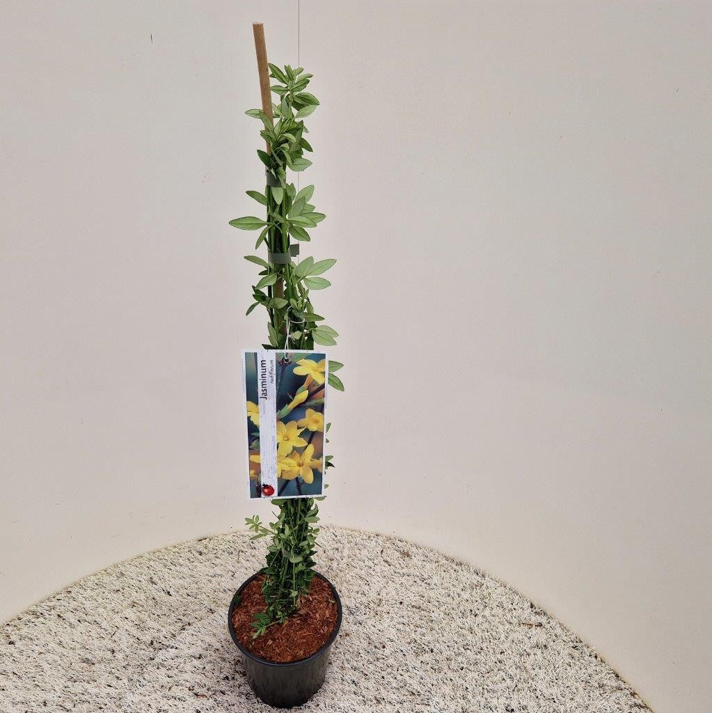 Jasminum nudiflorum 50cm 14cm Pot