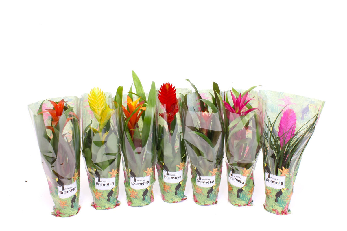 Bromelia mix 35cm 9cm Pot