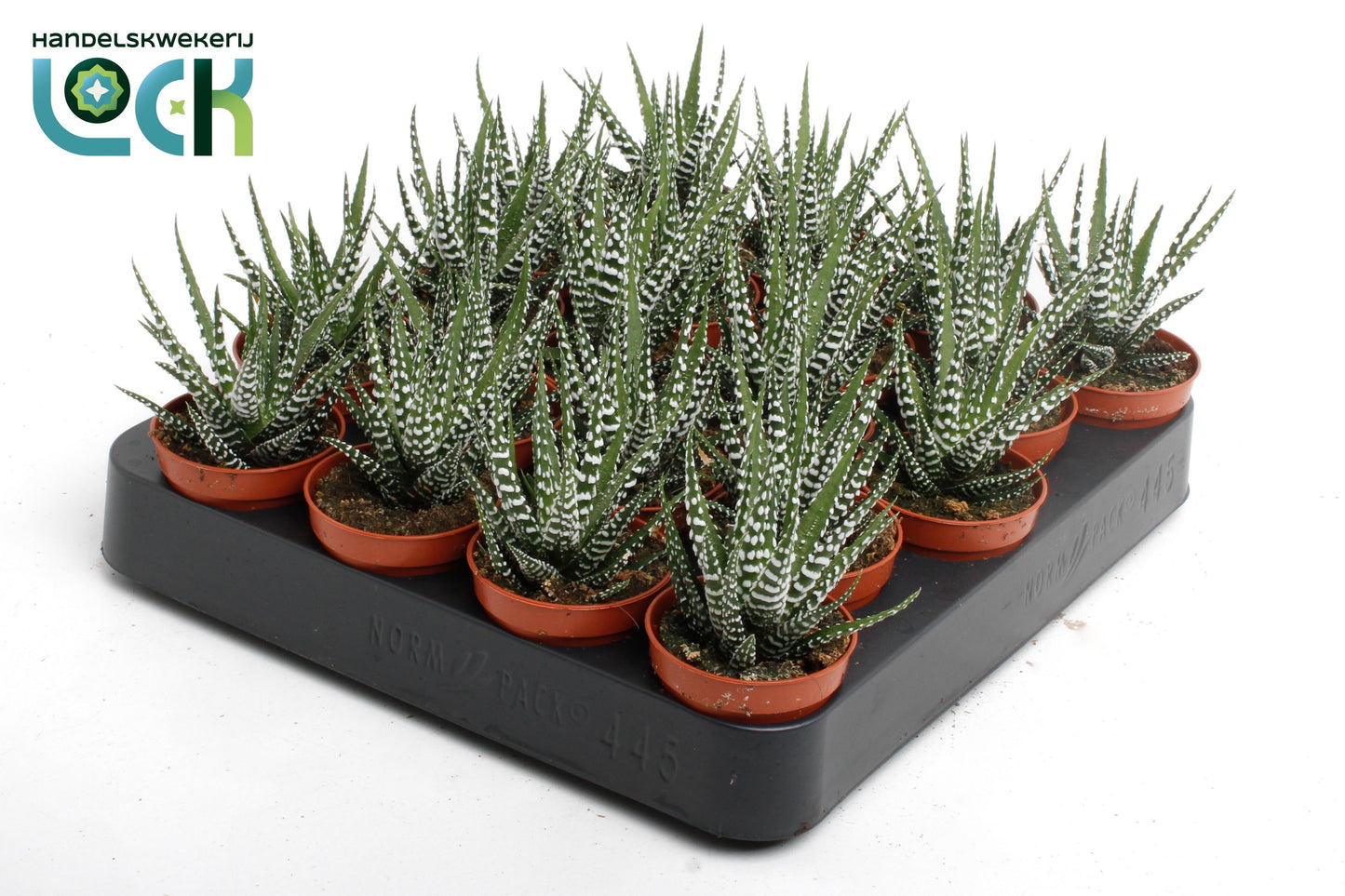Lock, Handelskwekerij Haworthia Big Band Pack of 20
