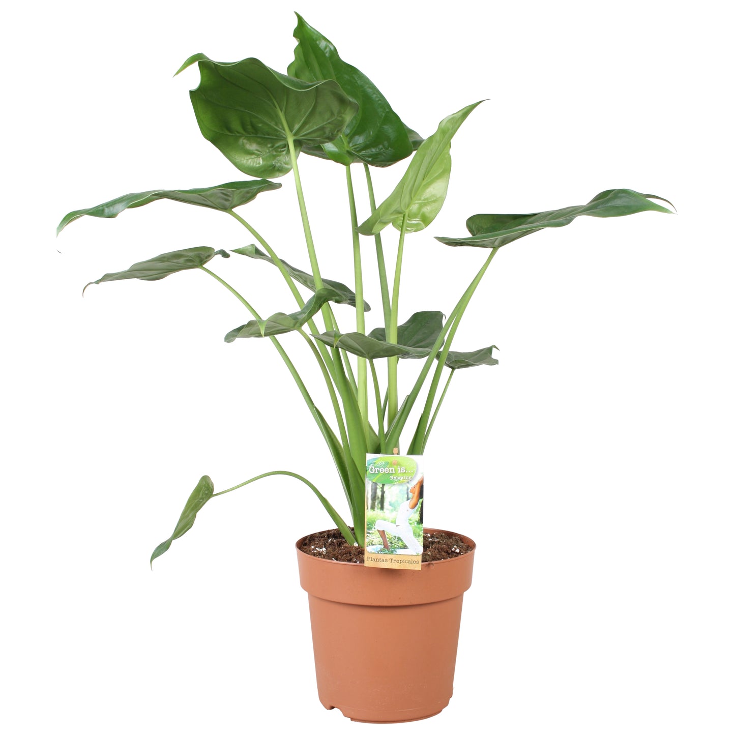 Vireo-Hedera plant BV Alocasia cucullata Pack of 1