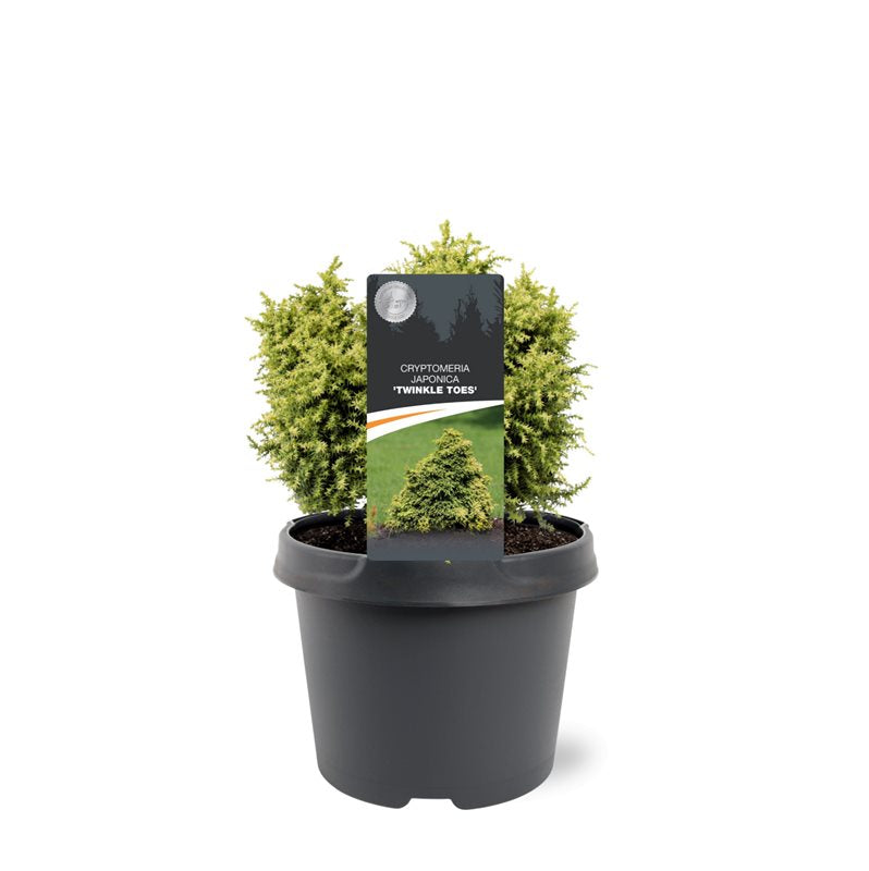 Cryptomeria japonica mix 20cm 19cm Pot