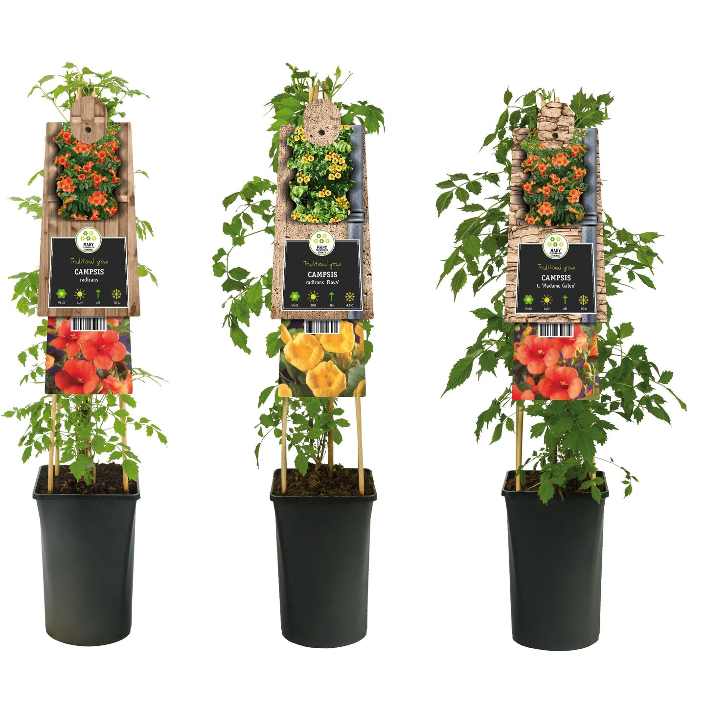 Campsis mix 75cm 17cm Pot