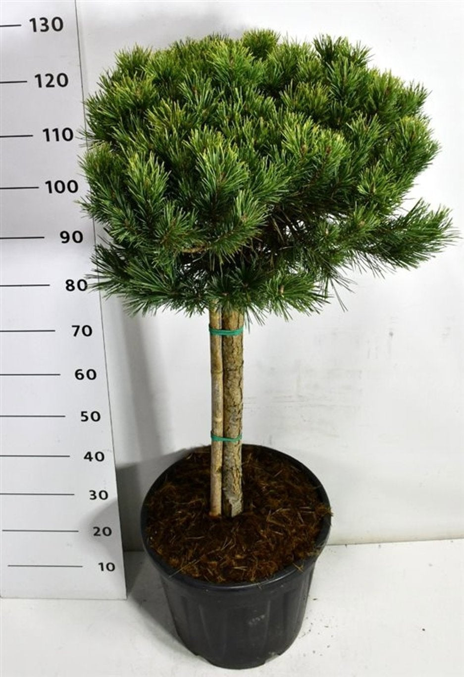 Pinus thunbergii 130cm 40cm Pot
