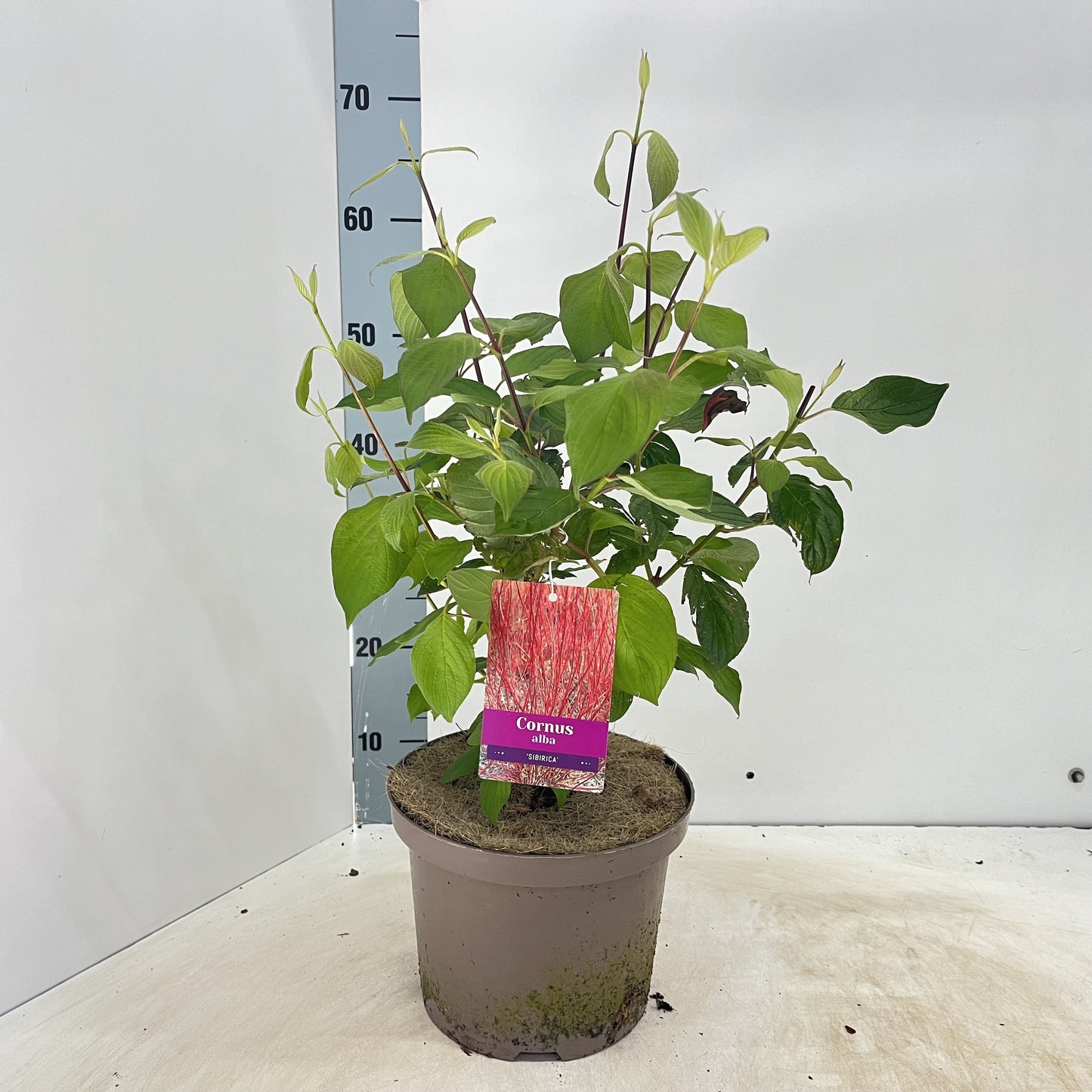 Cornus alba Sibirica 60cm 23cm Pot