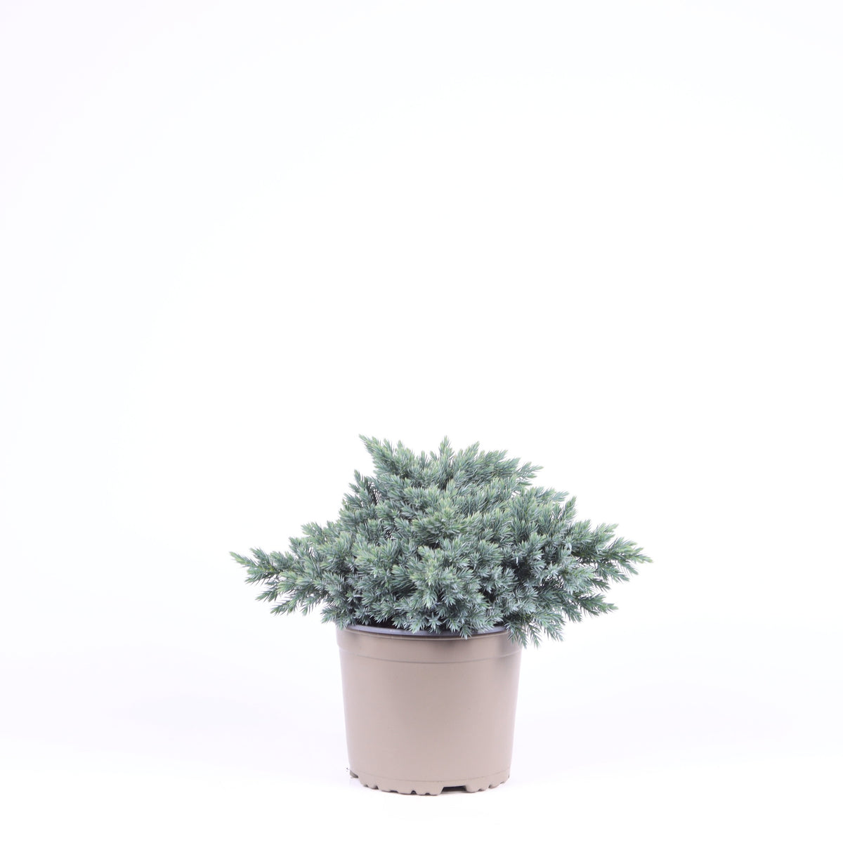 Juniperus Blue Star 35cm 17cm Pot
