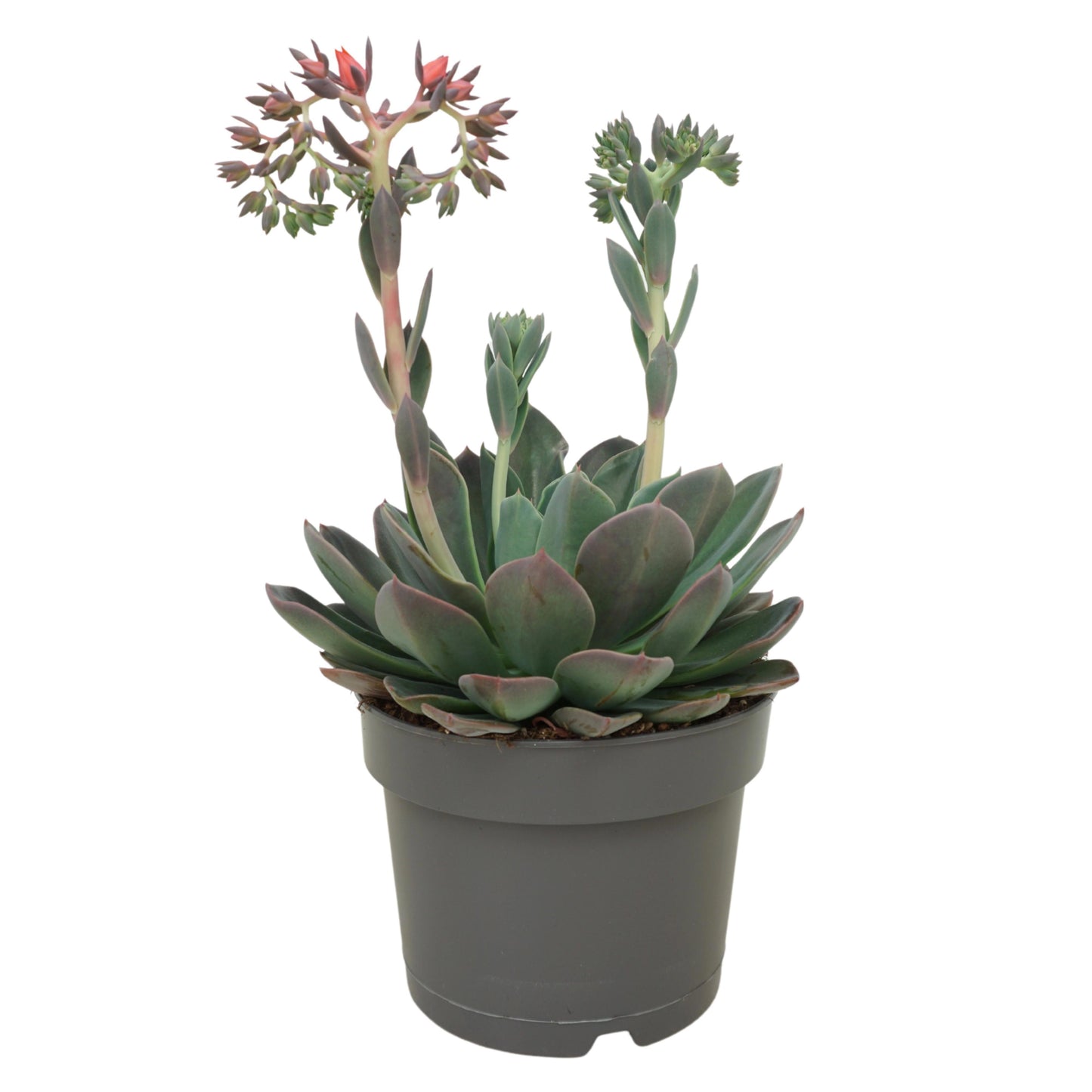 Echeveria Blue Prince 30cm 17cm Pot