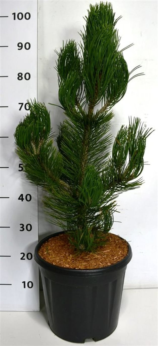 Pinus heldreichii Satellit 100cm 32cm Pot