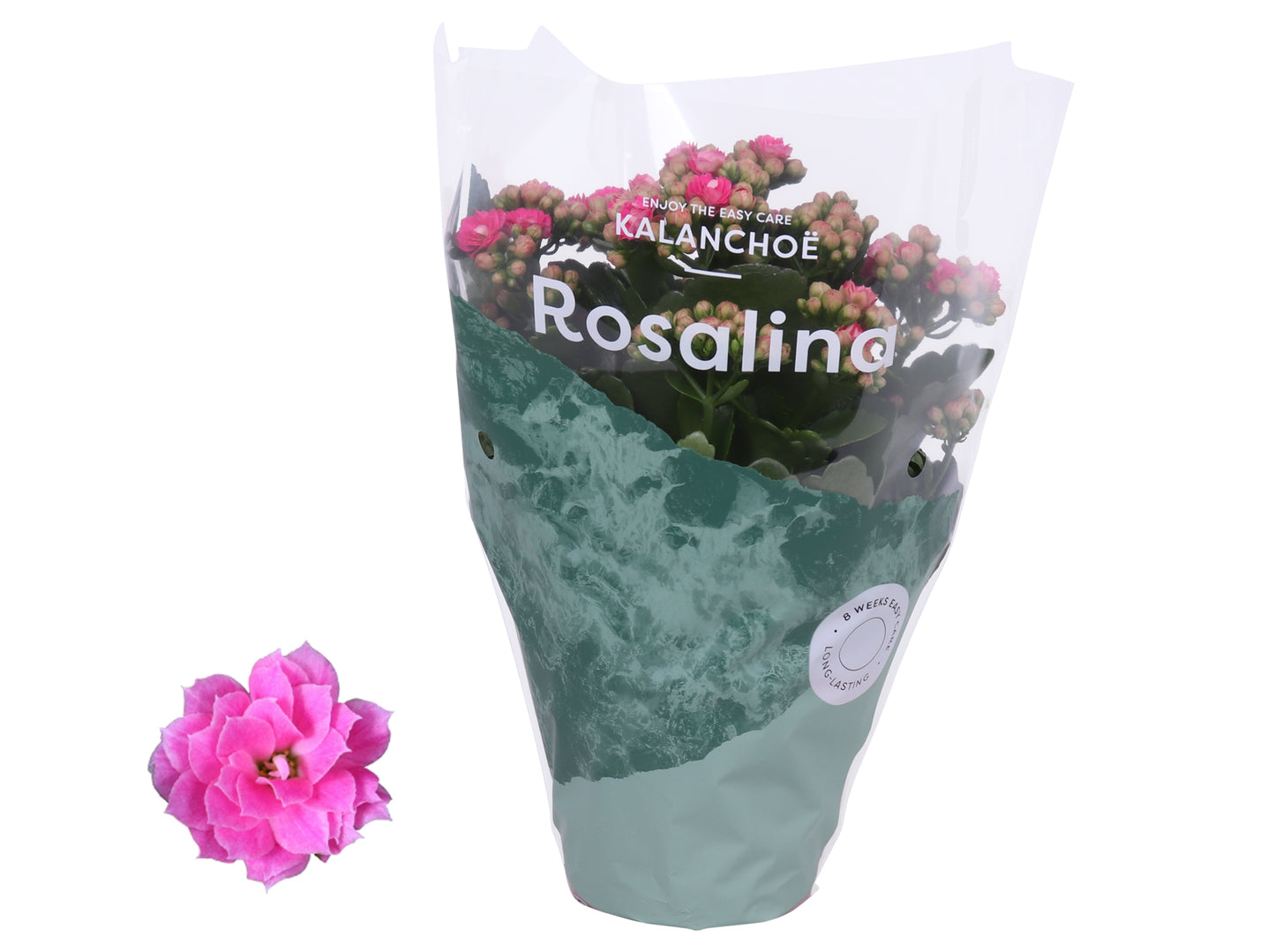 Kalanchoe Rosalina Don Nando 27cm 12cm Pot
