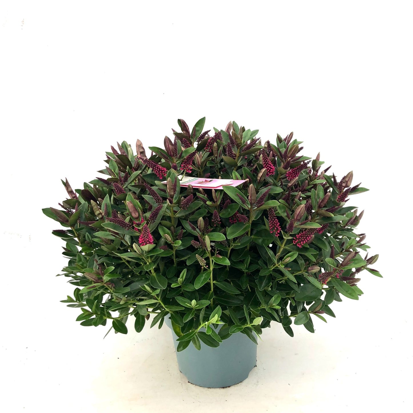 Hebe Celebration 55cm 27cm Pot