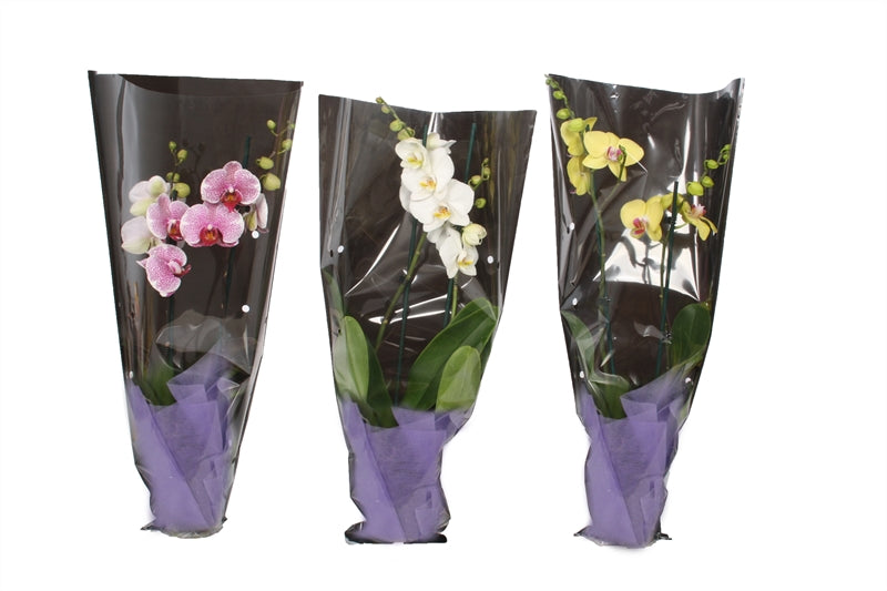 Phalaenopsis mix 55cm 12cm Pot