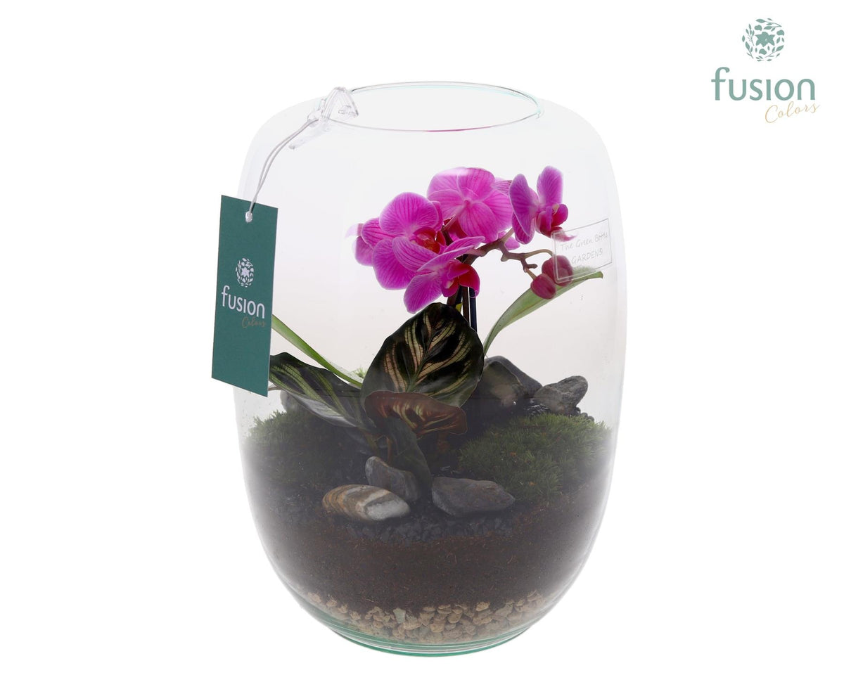 Green Bottle Isabella Large met Phalaenopsis arrangement 25cm 19cm Pot